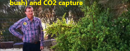 How to grow Portulacaria afra (elephant bush) and carbon capture