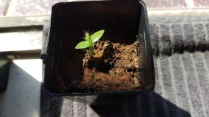 6 week old Pitaya seedling