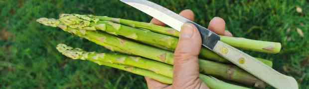 Grow your own asparagus the perfect vegetable for keto diet